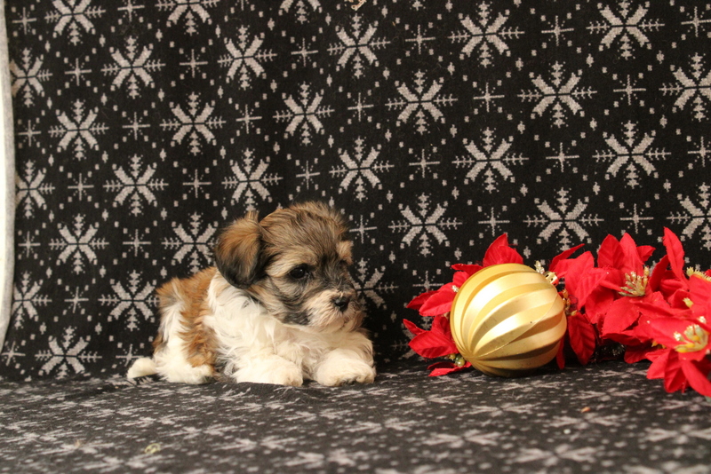 puppy, for, sale, Maltipoo, Matthew B. Stoltzfus, dog, breeder, Gap, PA, dog-breeder, puppy-for-sale, forsale, nearby, find, puppyfind, locator, puppylocator, aca